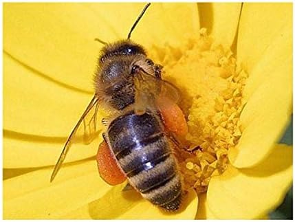 Bumblebee Banquet Seeds - This Wildflower Mix Attracts Bees and Pollinators