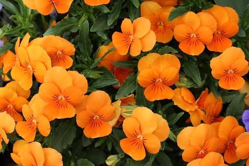 Black Duck Brand Set of Flower Seed Packets! Flower Seeds in Bulk - Great for Creating The Garden of Your Dreams! (25, Nasturtium)
