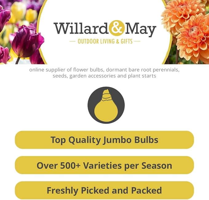 Complete Perennial Pollinator Flower Bulb Garden - 30 Bulbs for 50 Days of Continuous Blooms (Summer Color from July Through October) - Easy to Grow Summer Planting Bulbs by Willard & May