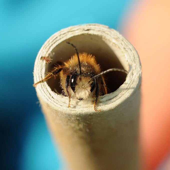 URATOT 200 Pieces Mason Bee Tubes, 6 Inches, Brown Kraft Paper, Bee Houses, Refill Tubes