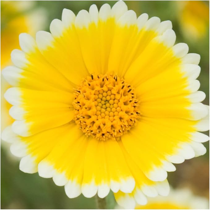 Seed Needs, Tidy Tips Seeds - 1,000 Heirloom Seeds for Planting Layia platyglossa - Annual Wildflower to Attract Butterflies, Honeybees, Bumblebees & Other Pollinators (1 Pack)