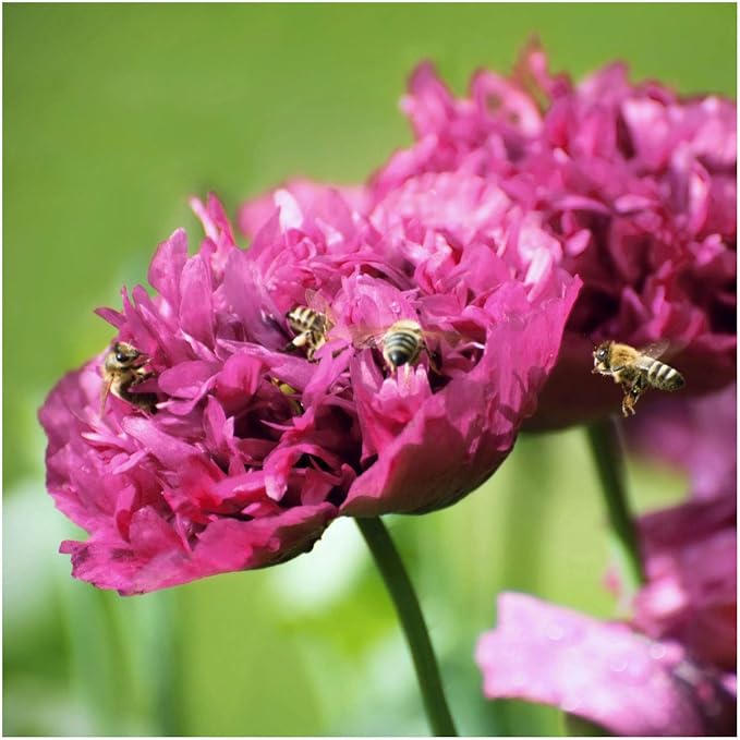 Seed Needs Poppy Seeds for Planting Purple Peony Poppies - Heirloom & Open Pollinated Violet Flowers to Attract Butterflies & Pollinators to a Butterfly Garden (1 Pack)