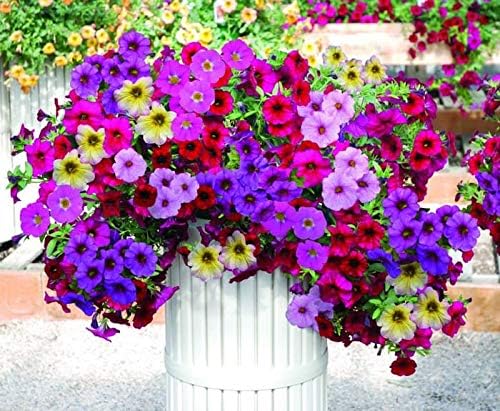 25 Heirloom Flower Seed Packets for Planting: 20+ Varieties Flower Seeds - Forget Me Not, Sunflower, Marigold, Zinnia Lilliput, Snapdragon, Hummingbird & Butterfly Wildflower Seeds and More