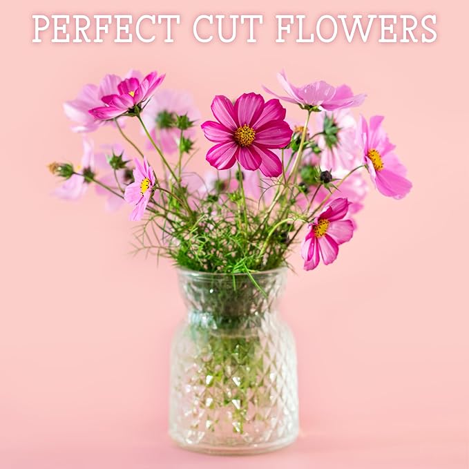 Seed Needs Cosmos Seeds for Planting a Collection of Cosmo Wildflowers - Heirloom & Open Pollinated Flower Seed to Plant Pink, White, Purple, Red & Bi-Colored Blooms for a Butterfly Garden