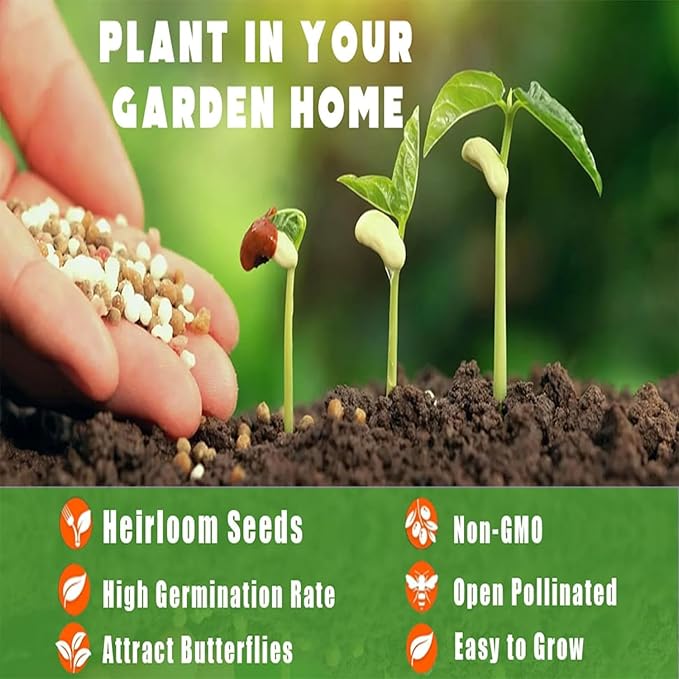 200+Elderberry Fruit Seeds - No GMO Heirloom Black Elderberry Seeds for Planting Outdoor