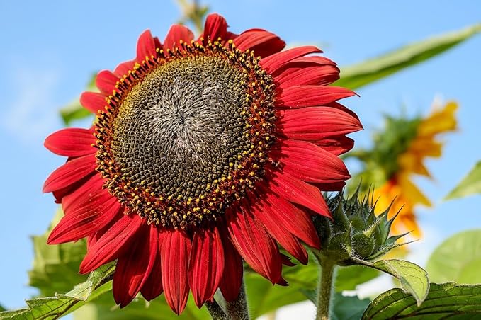 Black Duck Brand Set of Flower Seed Packets! Flower Seeds in Bulk - Great for Creating The Garden of Your Dreams! (200, Red Sun Sunflower)