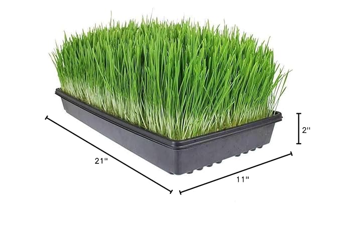 Living Whole Foods 100 Pack of Durable Black Plastic Growing Trays (Without Drain Holes) 21" X 11" X 2" - Flowers, Seedlings, Plants, Wheatgrass, Microgreens & More