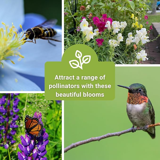 Sow Right Seeds - Hummingbird Seed Collection for Planting - Snapdragons, Russell Lupine, and Columbine - Seed Kit for Pollinators - Non-GMO Heirloom with Instructions to Plant - Makes a Great Gift