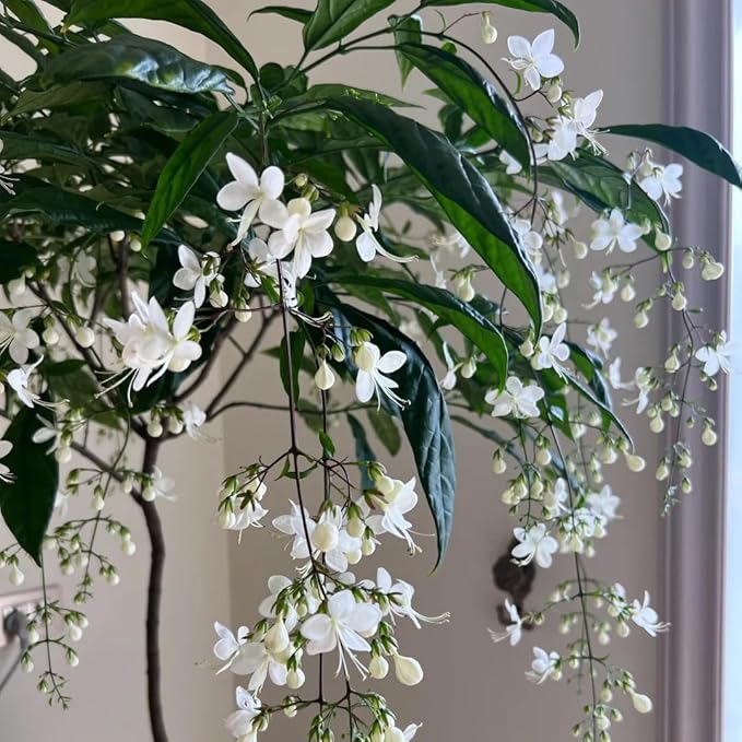 Climbing Jasmine Flower Seeds, 100 Fragrant Plant Seeds Non-GMO, Clerodendrum Seeds for Attracts Pollinators, Garden Home Garden Balcony Climbing Flower