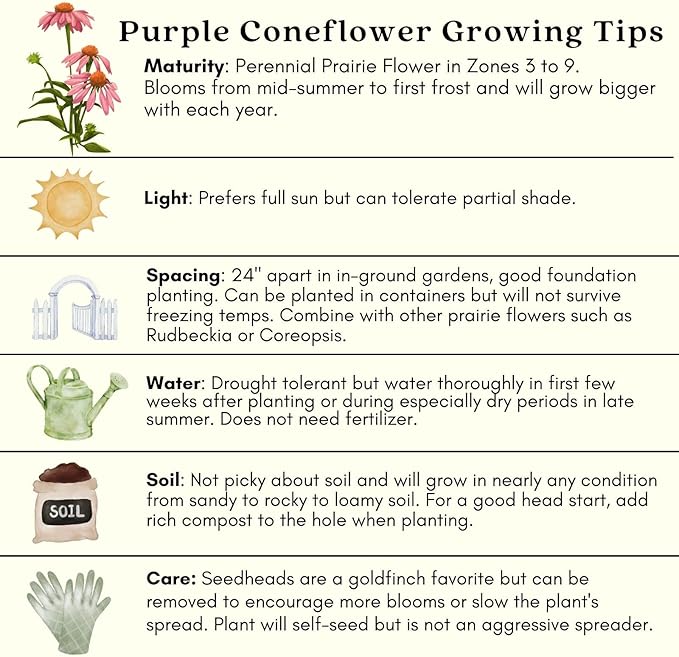 Clovers Garden Purple Coneflower (Echinacea Purpurea) Plants – Two (2) Live Plants – Non-GMO - Not Seeds - Each 4" to 8" Tall – in 4" Inch Pots – Hardy Flowering Perennial, Pollinator Favorite