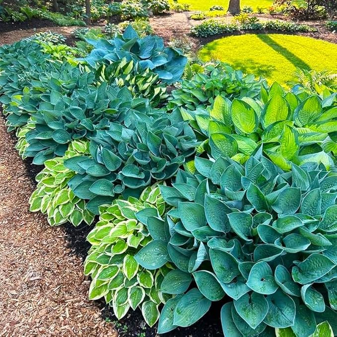 220+ Mixed Rare Hosta Seeds for Planting-Attract Pollinators Perennial Garden Decoration