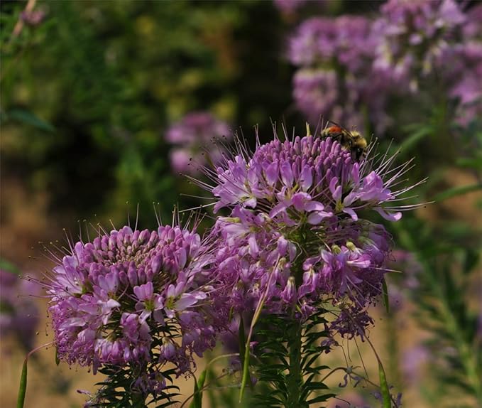 800 Rocky Mountain beeplant Seeds for Planting 6 Grams USA Harvested Native Pollinator bee Butterfly Bee Plant