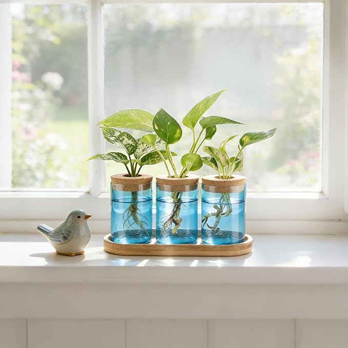 Dahey Blue Plant Propagation Terrarium Desktop Glass Planter Station Water Planting Glass Vase with Lid and Wooden Stand for Propagating Hydroponic Plants Centerpiece Office Home Garden Decor, 3 Pcs
