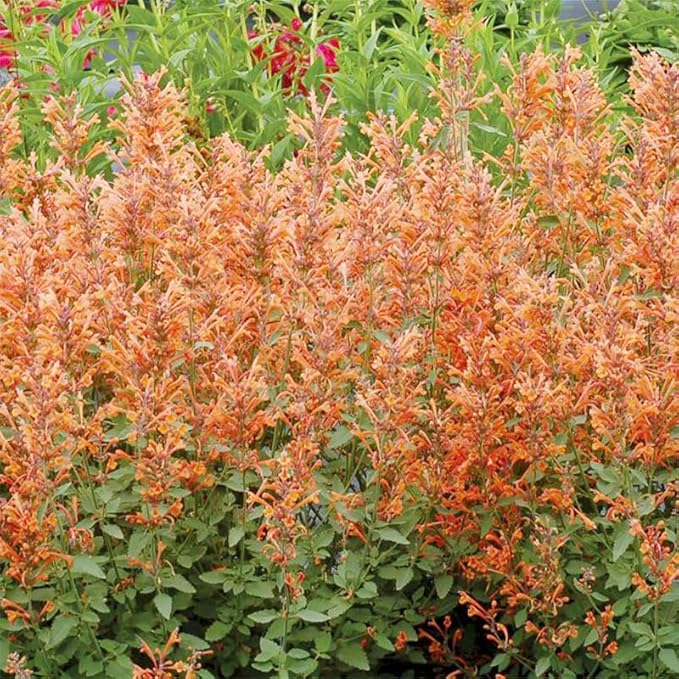 50+ Perennial Arizona Sandstone Hummingbird Mint Flower Seeds for Planting Outdoor- Rare Agastache Seeds Garden Home Plant Non-GMO