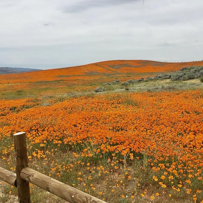 5000+ California Poppy Seeds - Native California State Flower, Non-GMO Open Pollinated | Drought Tolerant, Pollinator-Friendly Wildflower Seeds for Outdoor Planting