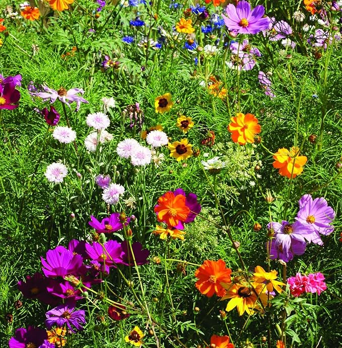 Bentley Seed Co. | Bee Kind Planet | Illustrated Bee Flower Seed Packets | Help Pollinators Environmental Favor for Events | Pollinator Wildflower Mix Seed | Eco-Friendly Hand Out | 25 Pk