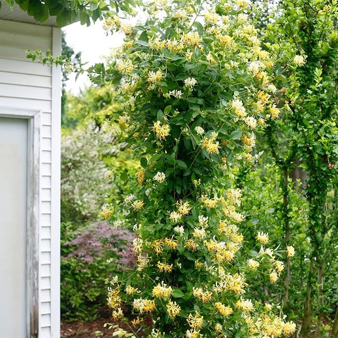 250+ Honeysuckle Seeds - High Germination Rate Perennial Climbing Flower Seeds Hardy Perennial Plant Seeds for Garden