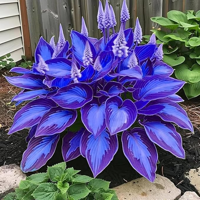 330+ Hosta Seeds for Planting - Perennial Hosta Seeds Outdoor Garden Attract Pollinators Perennial Bonsai Decoration
