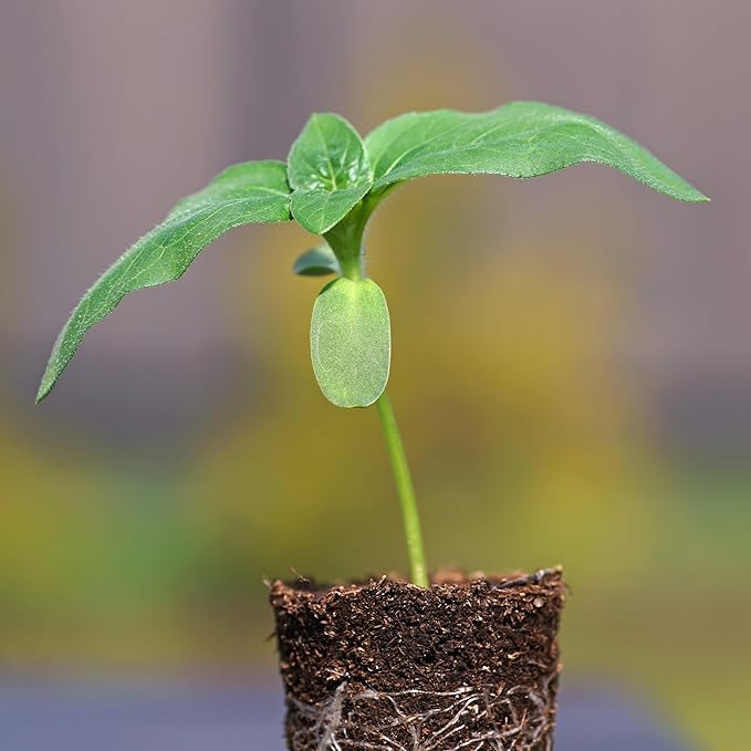 Seed Needs Sunflower Seeds to Plant Mammoth Grey Stripe | 2 Ounce Large Resealable Pouch Heirloom Seeds Helianthus Annuus Non GMO | Tall Growing Sun Flowers (XL Pack)