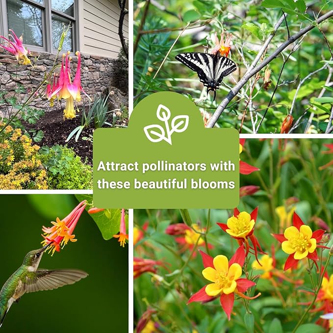 Sow Right Seeds - Columbine Flower Seed Collection for Planting - Blue and McKana Giants Flowers to Plant in Your Garden - Non-GMO Heirloom Seeds - Seed Kit Attracts Pollinators - Great Gift