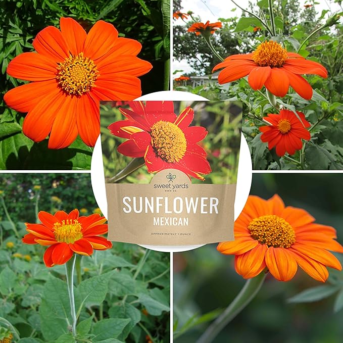 Mexican Sunflower Seeds – Extra Large Packet – Over 2,500 Open Pollinated Non-GMO Wildflower Seeds – Tithonia rotundifolia