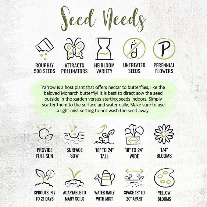 Seed Needs Gold Yarrow Seeds for Planting Yellow Achillea filipendulina - Heirloom & Open Pollinated Perennial Flowers to Attract Monarch Butterflies to a Butterfly Garden (1 Pack)