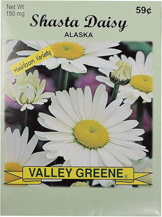Set of Flower Seed Packets! Flower Seeds in Bulk - Great for Creating The Garden of Your Dreams! (200, Shasta Daisy - Alaska)