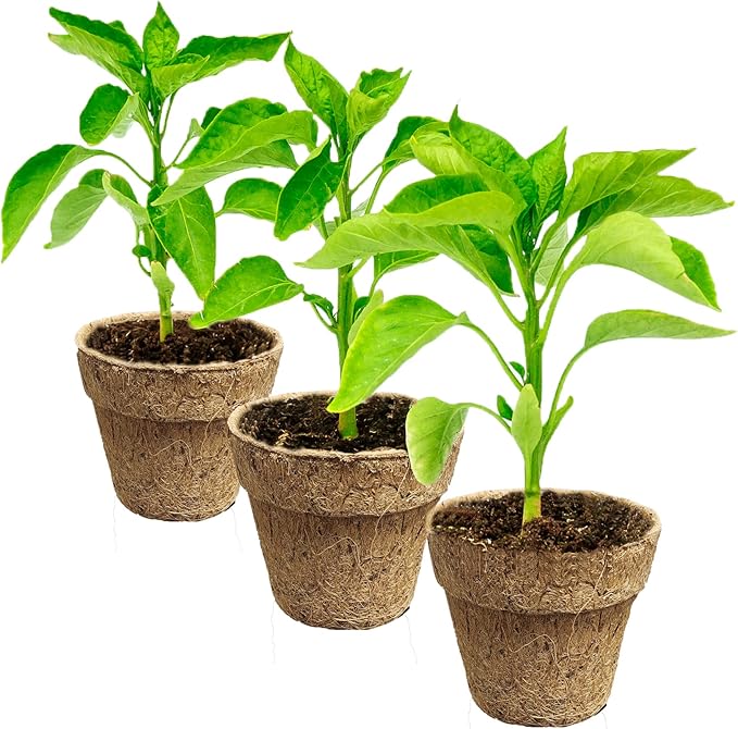Deepthi 3-Inch Coco Coir Nursery Pots – Pack of 6 Biodegradable Seed Starter Cups – Organic Coir Peat Pots for Seedlings, Herbs, Indoor/Outdoor Gardening – Eco-Friendly Planting Pots