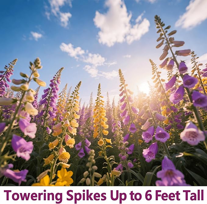250,000+ Foxglove Seeds Bulk Pack - Tall Spire Blooms, Mixed Colors for Garden Borders, Easy Planting for Home Gardening - Ideal for Backyard Flower Beds, Landscaping, and Pollinator-Friendly Gardens