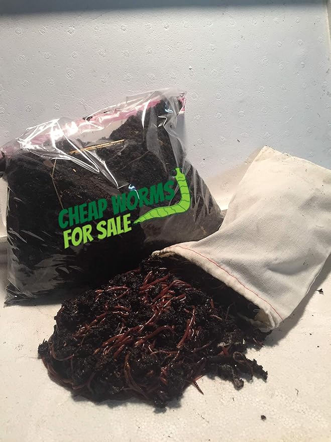 100 Red Compost Worms with Free Worm Food by:CheapWormsForSale