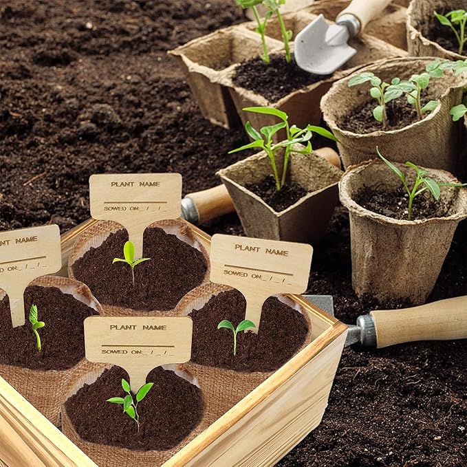 Indoor Starter 4 Kit with Complete Gardening Kit & Wooden Box, Growing into Shasta Daisy, Cornflower, Sunflower, Zinnia