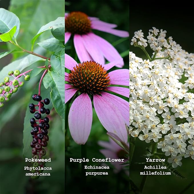 Pollinator Seed Kit, 3,000 Seeds, Perennial Wildflower Seeds, Colourful Flower Garden Seeds, 9 Seed Packets - Smoke Camp Crafts