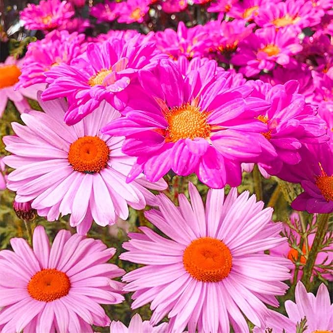 1100+Seeds Pyrethrum Tanacetum Chrysanthemum Flower for Planting Outdoor Perennial Garden Home Attracts Pollinators