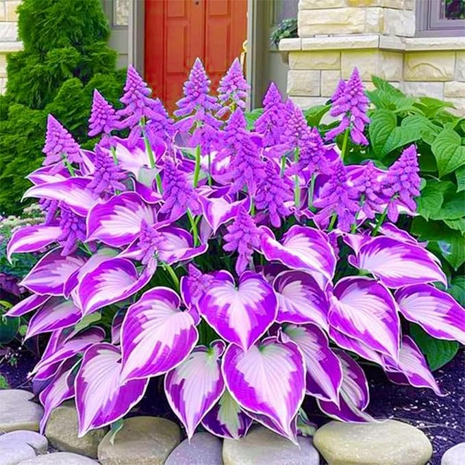 200+ Hosta Seeds Perennial Hosta Seeds for Planting Outdoor Garden Attract Pollinators Perennial Bonsai Decoration