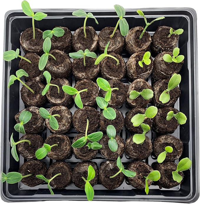 Jiffy Seed Starting Tray Kit - 36 Cell Seedling Tray, Portable - 11 x 11 x 4.25 in - Plastic
