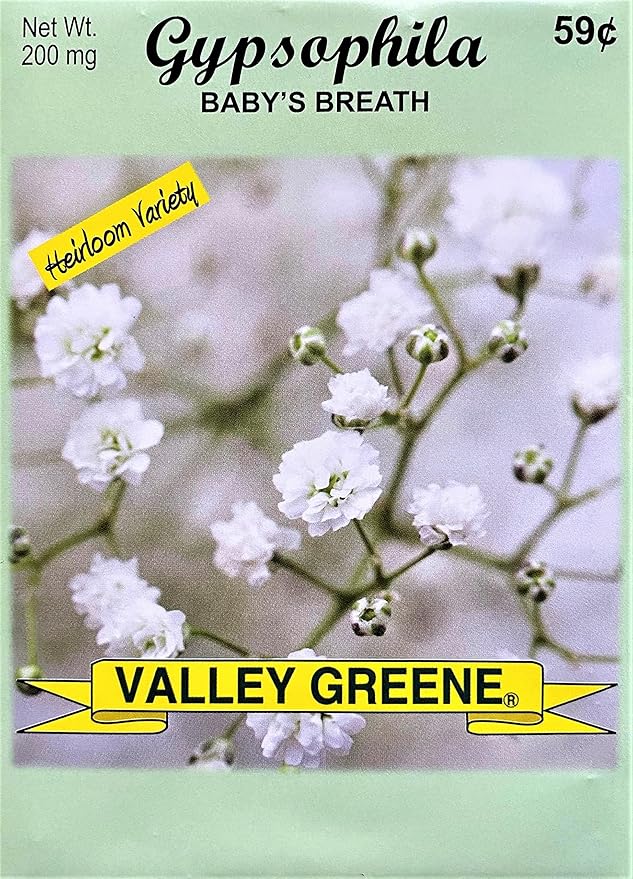 Set of Flower Seed Packets! Flower Seeds in Bulk - Great for Creating The Garden of Your Dreams! (50, Gypsophila - Baby's Breath)