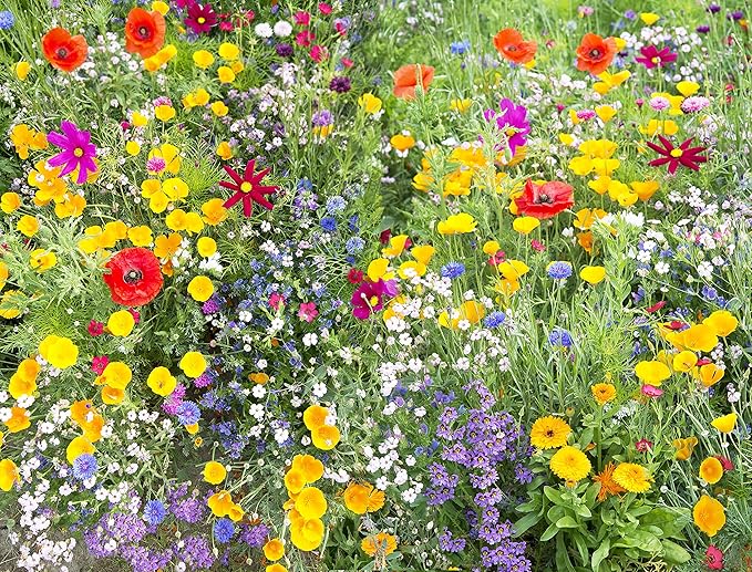 Perennial Wildflower Seeds Package with 25 Different Varieties 100,000 Seeds, Hummingbird and Butterfly Garden, Popular Perennial Flower, Non-GMO Wildflower Mix for Your Garden