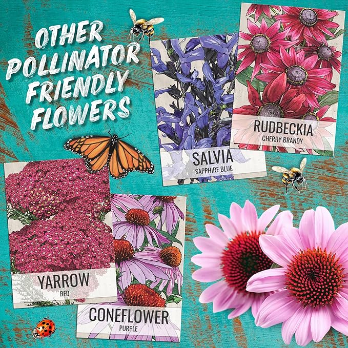 Seed Needs Salvia Seeds for Planting Scarlet Sage Flowers - Heirloom & Open Pollinated Perennial Wildflower Seed to Plant an Outdoor Butterfly Garden to Attract Pollinators (10 Packs)