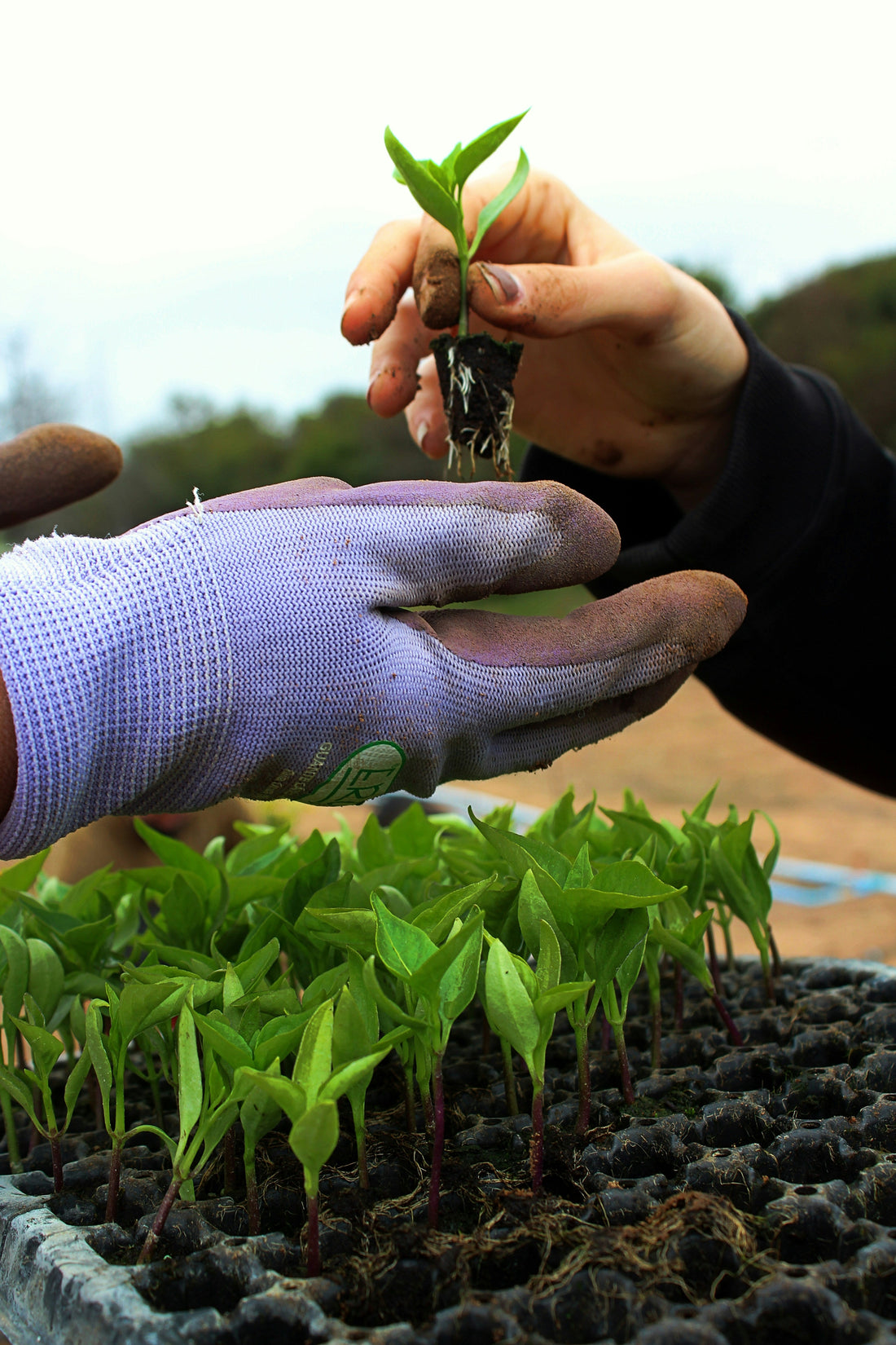 Smart Watering This Summer: Rain Barrels, Moisture Meters & More