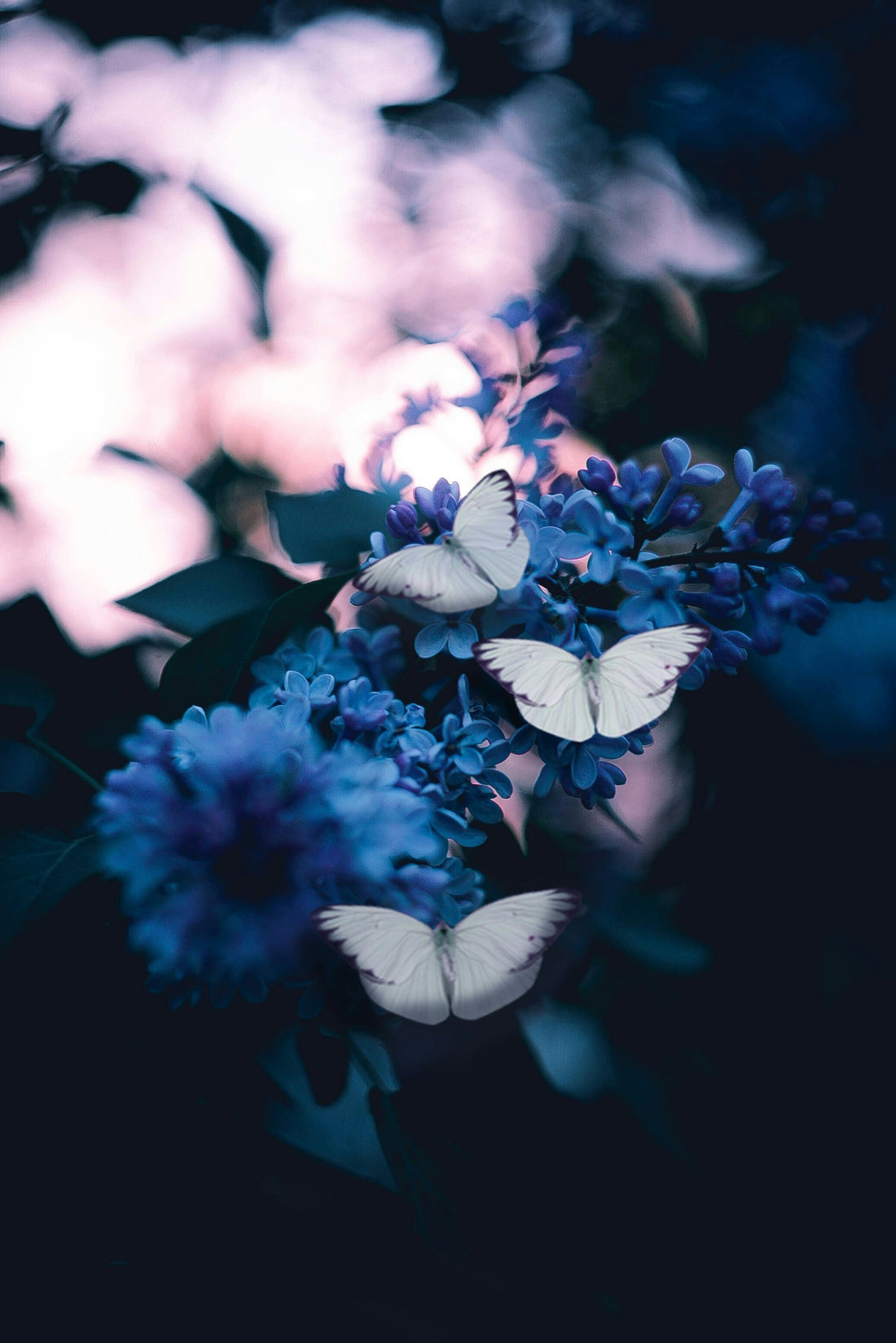 How to Prepare Your Garden for Spring: Seeds, Soil & Pollinators