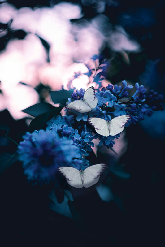 How to Prepare Your Garden for Spring: Seeds, Soil & Pollinators