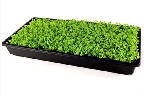 Living Whole Foods 10 Pack of Durable Black Plastic Growing Trays (Without Drain Holes) 21" X 11" X 2" - Flowers, Seedlings, Plants, Wheatgrass, Microgreens & More