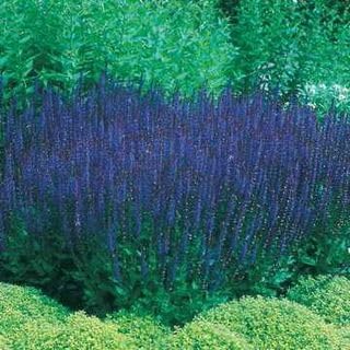 Park Seed Blue Queen Salvia Flower Seeds, Deep Blue Bloom Spikes, Pollinator Friendly Perennial for Sunny Borders and Cut Gardens, Pack of 250