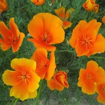 Outsidepride California Poppy Seed - 1/4 LB