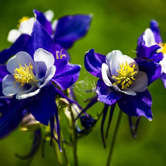 1000 Columbine Seeds (Aquilegia) – Perennial Non-GMO Flower Seeds That Attract Hummingbirds, Bees & Butterflies for Gardens, Borders, Cut Flowers & Pollinator Beds