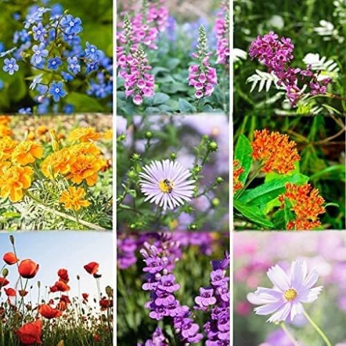 Pollinator Wildflower Seeds Bulk – 1 lb, 640,000+ Seeds – 23 Variety Mix for Hummingbirds & Butterflies – Non-GMO Annual & Perennial Flower Seed for Planting