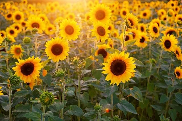 Set of Flower Seed Packets! Flower Seeds in Bulk - Great for Creating The Garden of Your Dreams! (200, Sunflower - Giant Gray Stripe)