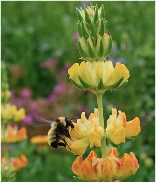 Bumblebee Banquet Seeds - This Wildflower Mix Attracts Bees and Pollinators