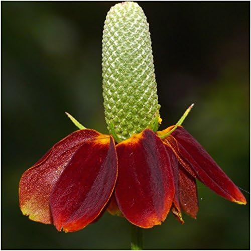 Seed Needs Perennial Wildflower Seed Mix | 2 Ounce 30,000+ Seeds 16 Species Perennial Seeds for Planting | Pollinator Garden Favorites Include Lupine, Blanket Flower, Black Eyed Susans | Bulk
