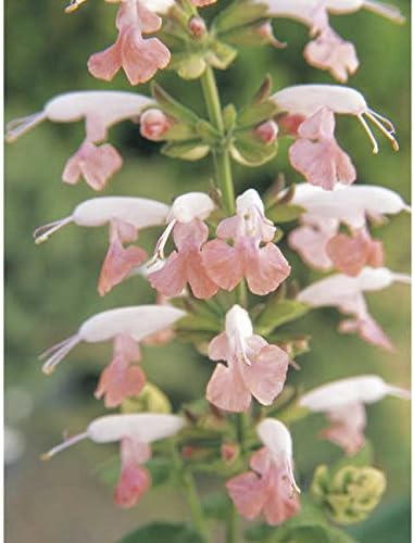 Park Seed Summer Jewel Pink Salvia Seeds, Award-Winning Dwarf Sage with Soft Pastel Blooms, Pollinator Magnet for Beds and Containers, Pack of 25